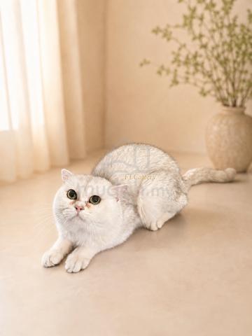 Carousel Image Selected