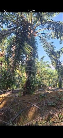 tanah sawit manong kuala kangsar perak 1