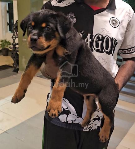 Rottweiler - photo 5 of 6