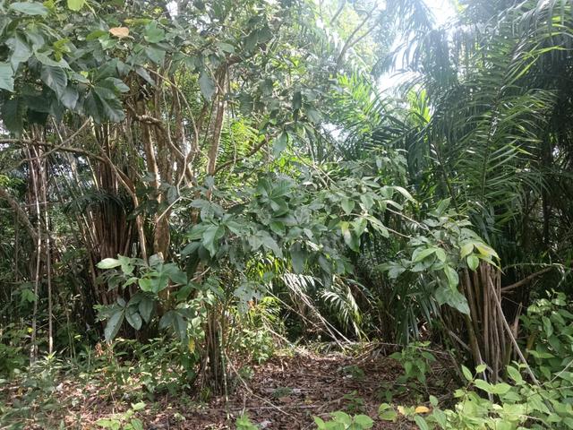 Great Potential High Ground Good Feng Shui Agricultural Land For Sale 1