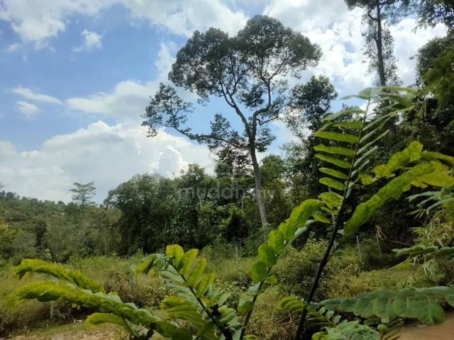 TANAH TAPAK Rtapak 60 X 60 1
