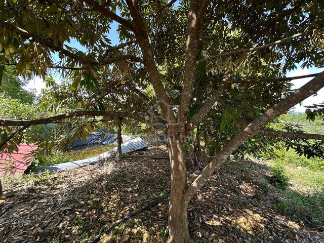 Simpang Pulai / Agricultural Land / Durian Farm / 5 Acre / Freehold 4