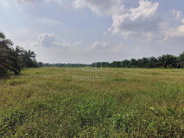 8.1 Acres Agriculture Land @ Benut, Johor, Pontian 1