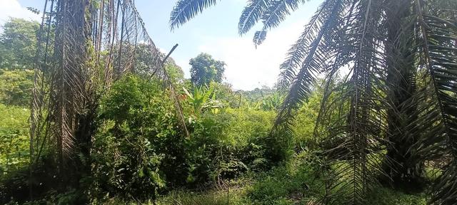 Tanah 2 Ekar Untuk Dijual Di Sungkai 1
