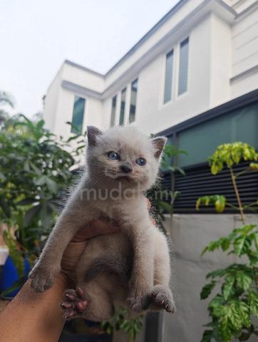 British shorthair - photo 3 of 6