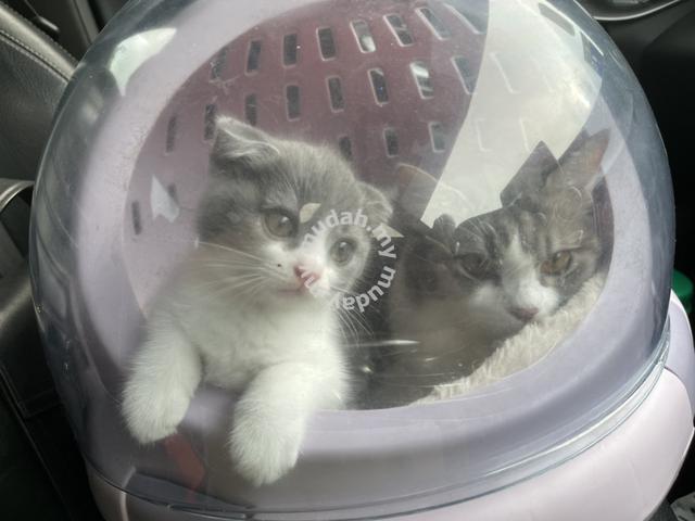 kitten for sale johor bahru