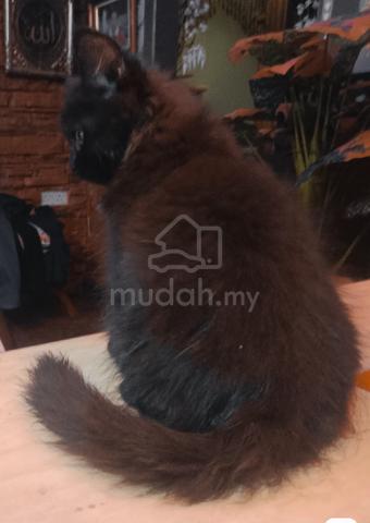 Black kitten 🐈‍⬛ - photo 3 of 6