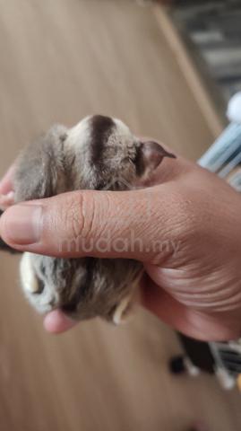 Sugar glider - photo 4 of 4