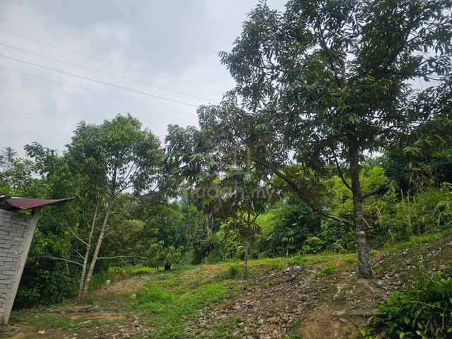 Prime location Agricultural land in Rasah Kemayan Seremban 1