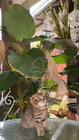 Carousel Image