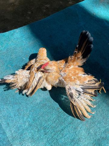 Anak ayam serama - photo 3 of 4