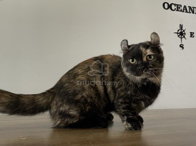 Munchkin Supershort (Female) - photo 3 of 6