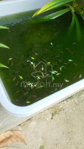 guppy rojak sekor - Pets for sale in Dungun, Terengganu