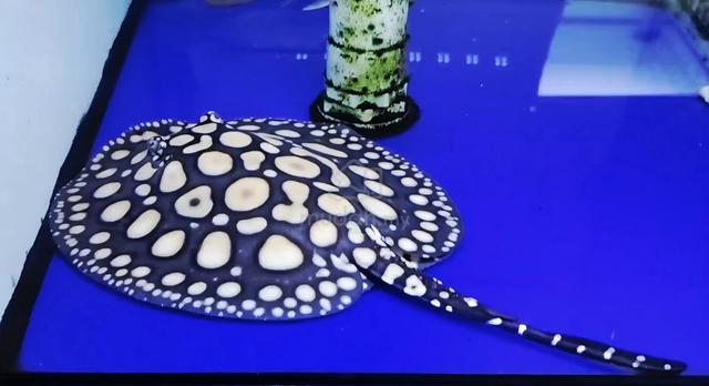 Huge Spots Super White Black Diamond SWBD Stingray - photo 2 of 2