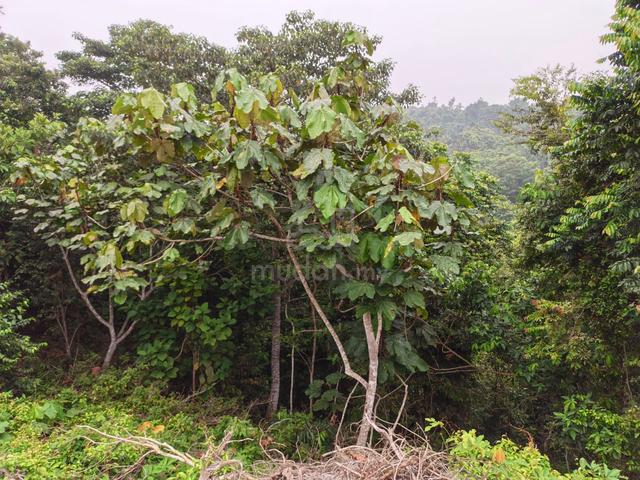 Tanah Pertanian Untuk Dijual - Kundur Hulu, Rembau, N. Sembilan 1