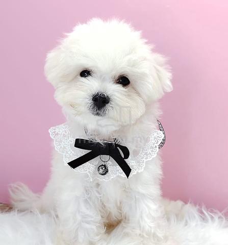 Carousel Image Selected