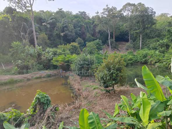 Kebun Durian Berbuah   Sungai   Kolam – 1.82 Ekar 1