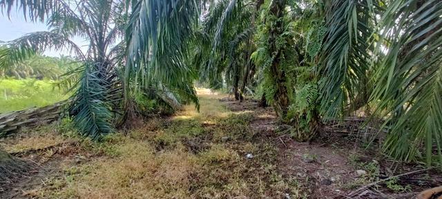 Tanah 1.8 Ekar Murah Berhampiran MRSM Sungai Besar(Geran Individu) 1