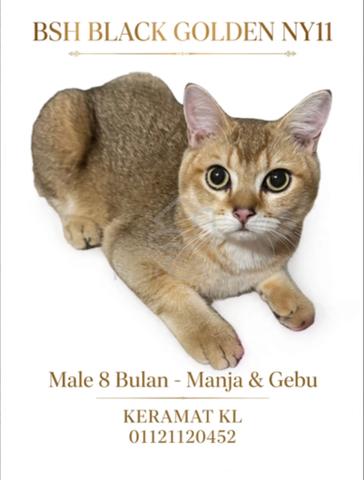 Carousel Image Selected