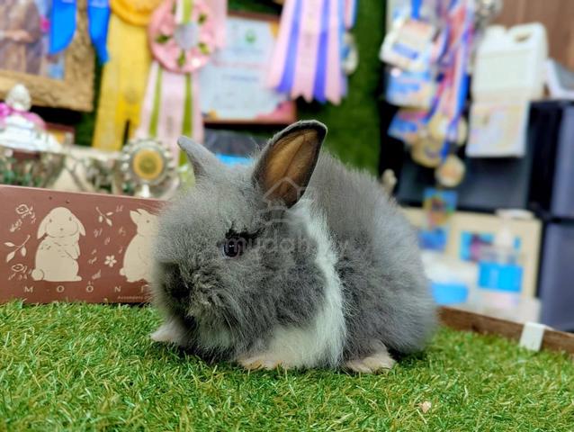 Arnab Teddy Bear Rabbit jr - photo 2 of 4