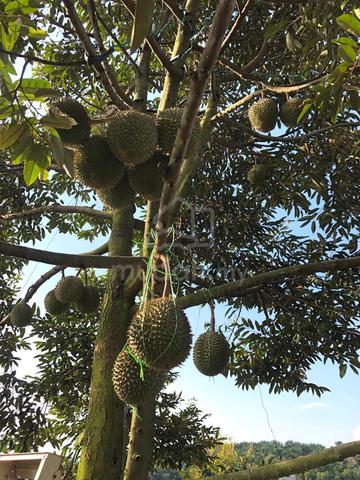 Keru, Tampin Roadside Durian Land for Sale 1