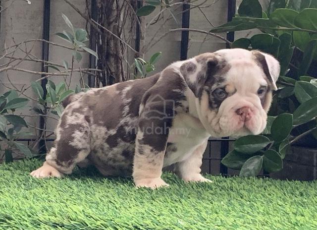 Pelagiia i belyi buldog. Pelagiia … Pelagia and the White Bulldog (Pelagiya i bely buldog
