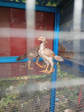Carousel Image