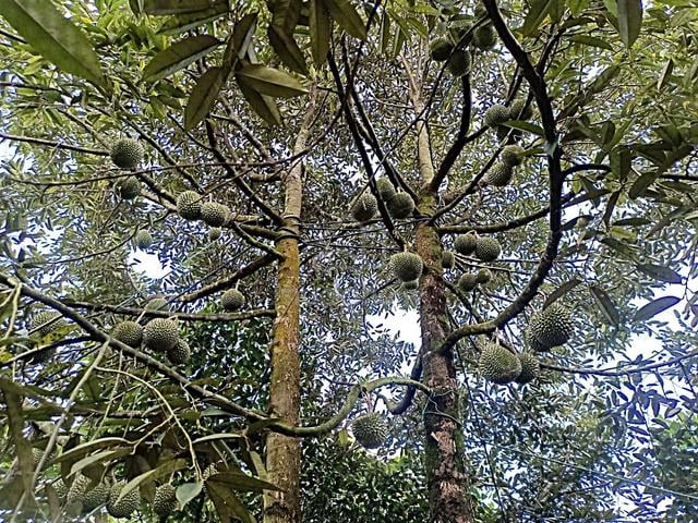 Durians Orchard Land, Kampung Gebok, Mantin, Seremban, N9 1