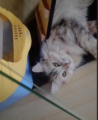 kucing gebu - photo 2 of 3