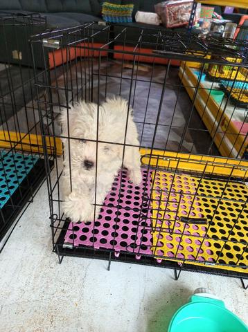 Maltipoo  - photo 2 of 3
