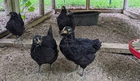 anak black australorp chicken - photo 5 of 6