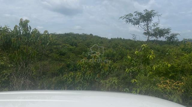 1750 Acres Palm Oil Plantation Land @ Luit, Maran, Pahang 1