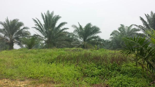 Tanah Pertanian untuk dijual Sedili Besar Kota Tinggi Johor/3 ekar 1