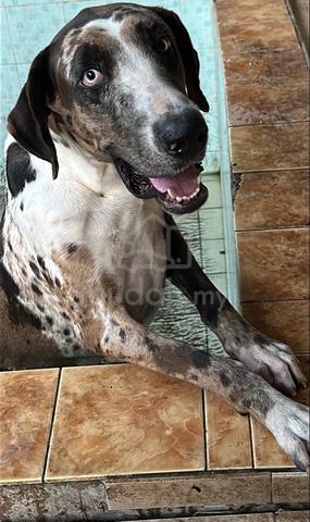 Carousel Image