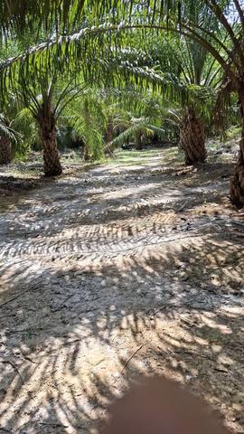 Kebun Sawit di Kuala Nerang 1