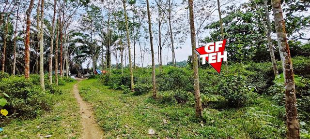 2.24 Acre Agricultural Land | Bandar Baharu | Selama | Kedah 1