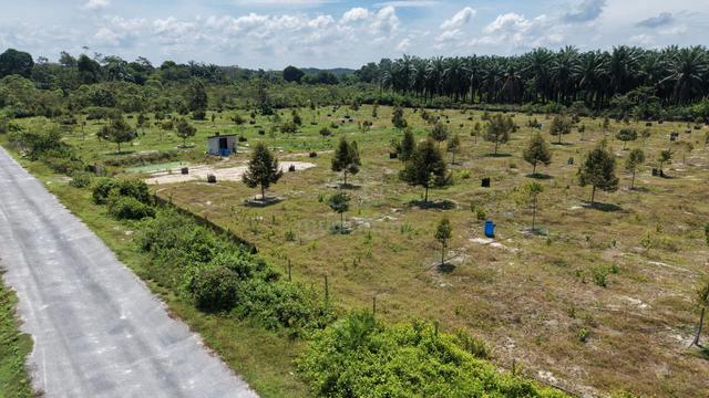 6 Acres Facing Tar Road Flat Durian Farm Chemomoi Mancis Bentong Karak 1