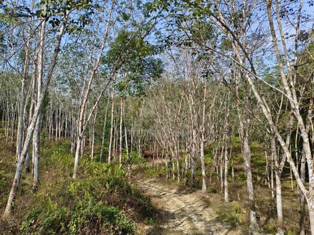 Rubber Trees Land, 6.13 ac, Jln Kg Manchis, Manchis, Pelangai, Pahang 1