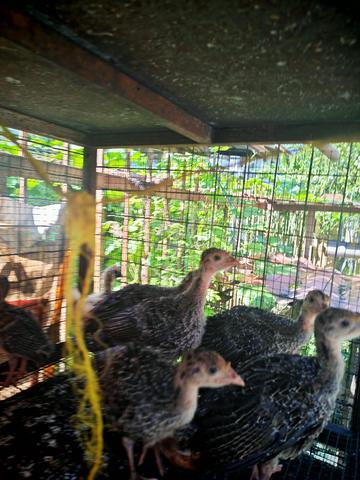 Anak Belanda / Turkey  - photo 3 of 4