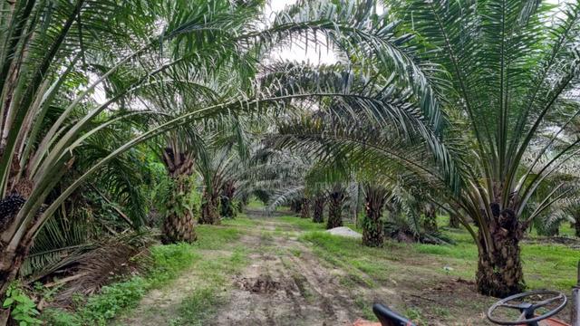 9.81 acres Palm oil Land at Jeram, Perak 1