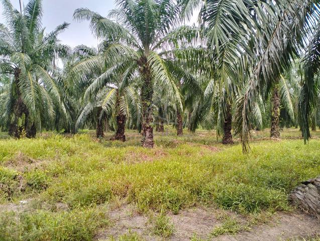 tanah pertanian 4 ekar 1