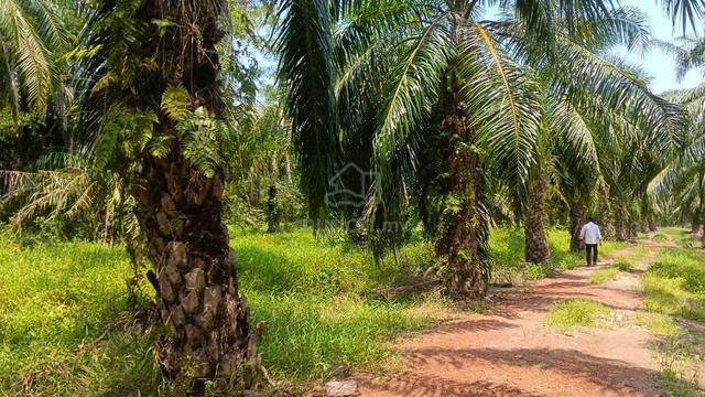 Mukim Permatang Agricultural Malay Reserved Land For Sale 1