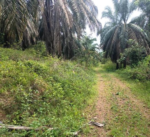 3.2 Ekar Tanah Pokok Sawit Bukit Keledang Jementah Segamat Johor 1