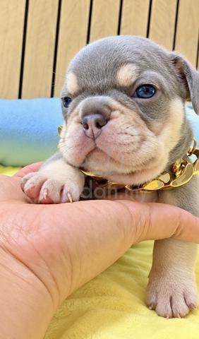 FRENCH BULLDOG PUPPIES VIP141🌻 boy-girl lilac tan - photo 4 of 4