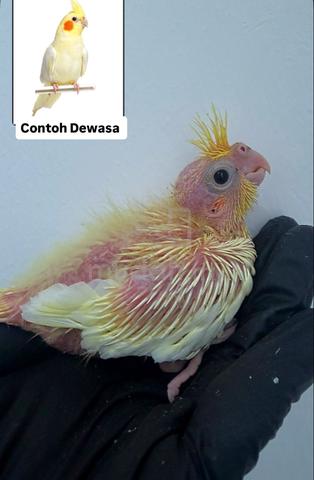 Anak Suap cockatiel - photo 3 of 6