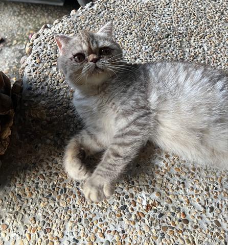exotic shorthair - photo 2 of 4