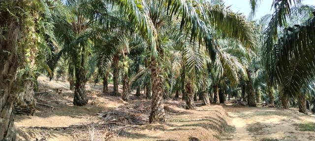 Agricultural Land for Sale at Kampung Batang Merbok Rembau 4