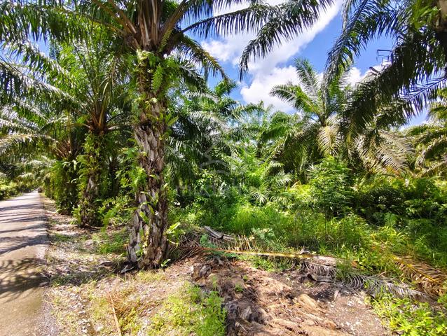 Freehold 26.49-Acre Land for Sale at Panchang Bedena, Sabak Bernam 4
