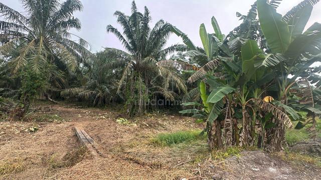 Pontian - Ayer Baloi Tanah Pertanian Kelapa Sawit Free Hold 1