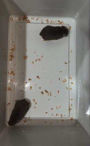 Hamster Robo Roborovski Blue Male & Female Pair - photo 2 of 2